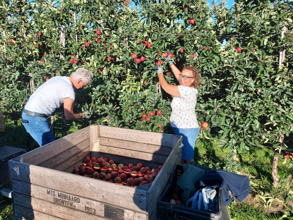 Appels plukken door De Pensionado's bij Minnaard Fruit 3
